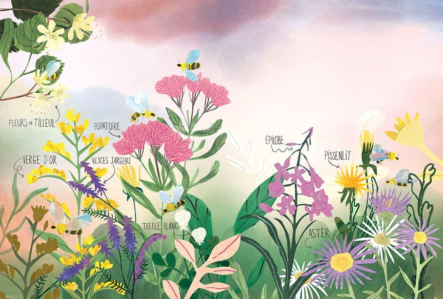 Reine Melliféra et la vie des abeilles, illustration by Josée Bisaillon (4)